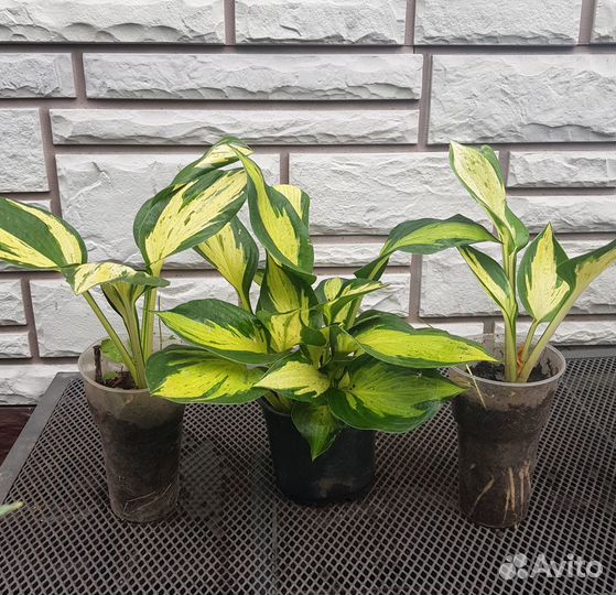 Хосты сортовые