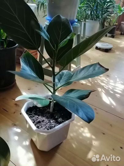 Фикус Бенгальский Андре