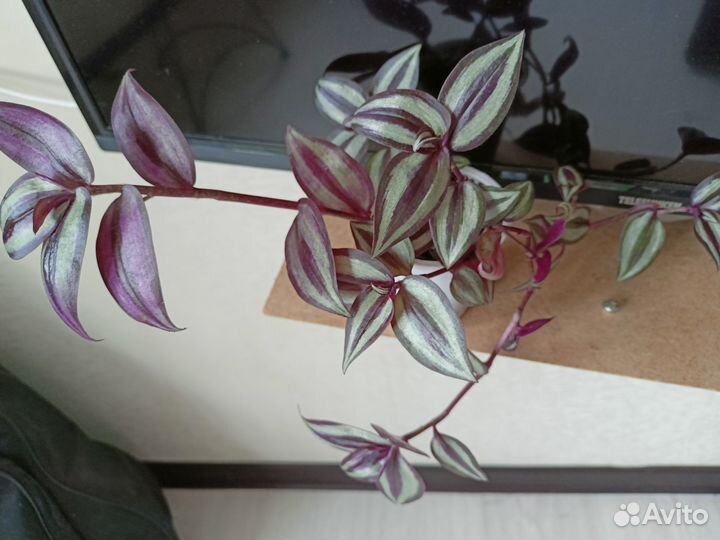 Традисканция комнатные растения