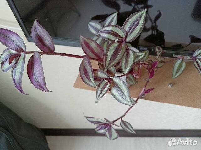 Традисканция комнатные растения