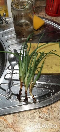 Алоэ 1-4 для лечения и др цветы