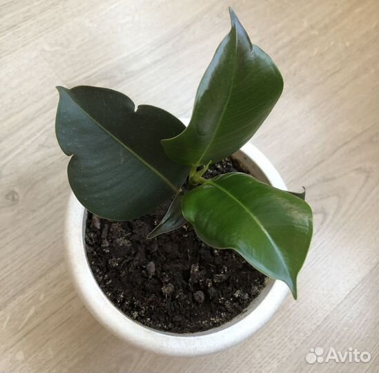 Фикус каучуконосный (укорененный отросток)