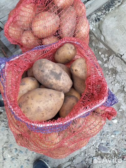 Продам картофель