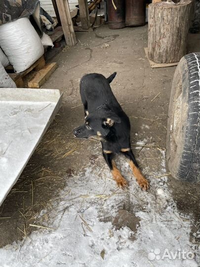 Пастушья собака