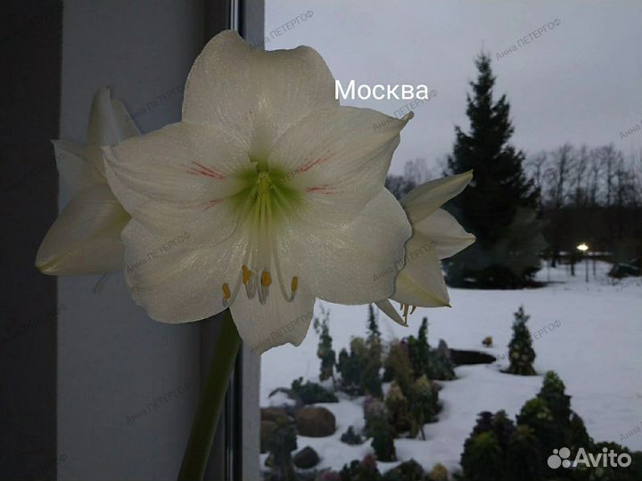 Гиппеаструмы сортовые