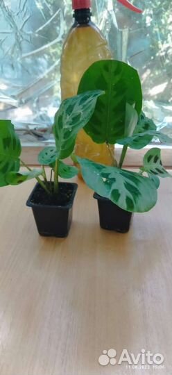 Маранта керховена