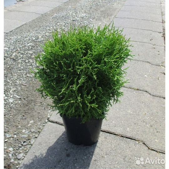 Туя Тини Тим