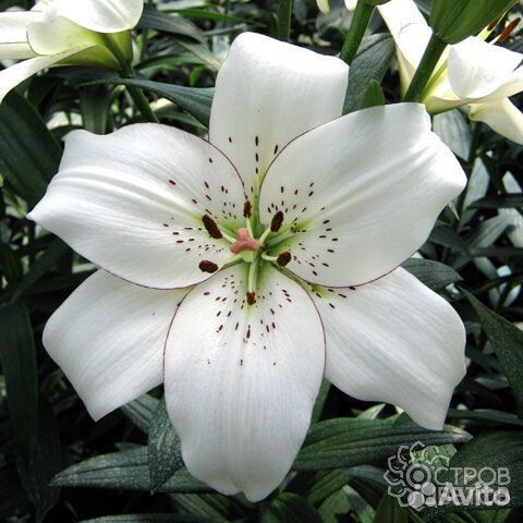 Саженцы роз и луковицы лилии