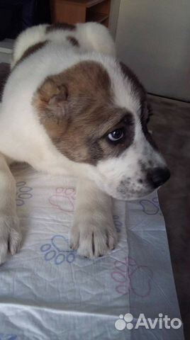 Ветеринарные услуги