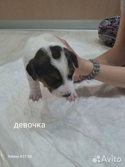 Джек Рассел терьер