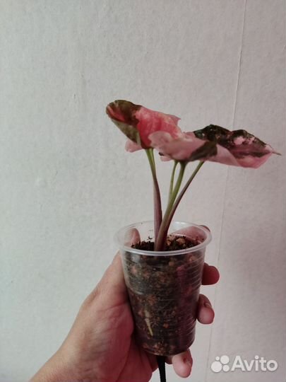 Сингониум клубничный лед galaxy