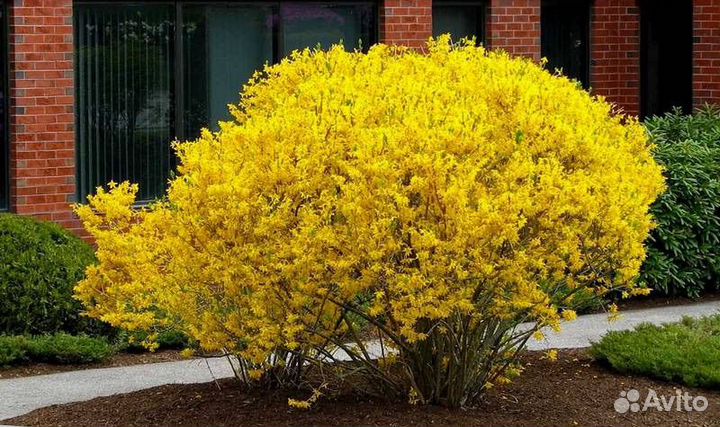 Многолетники Форзиция, рябинник, спиреи