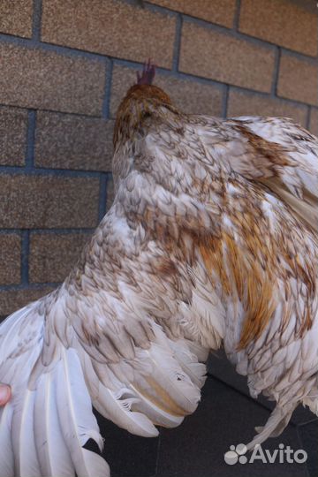 Петух Лакеданзи