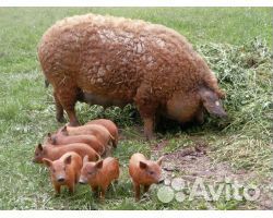 Венгерская мангалица