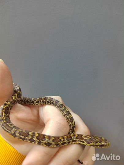 Узорчатый полоз