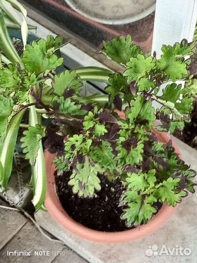 Укорененные черенки колеуса