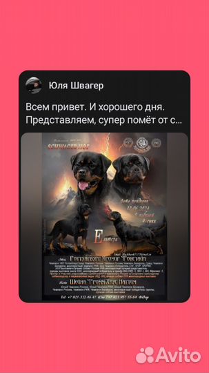 Щенки ротвейлеров
