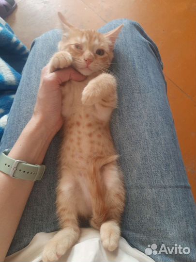 Кошка, котик в дар
