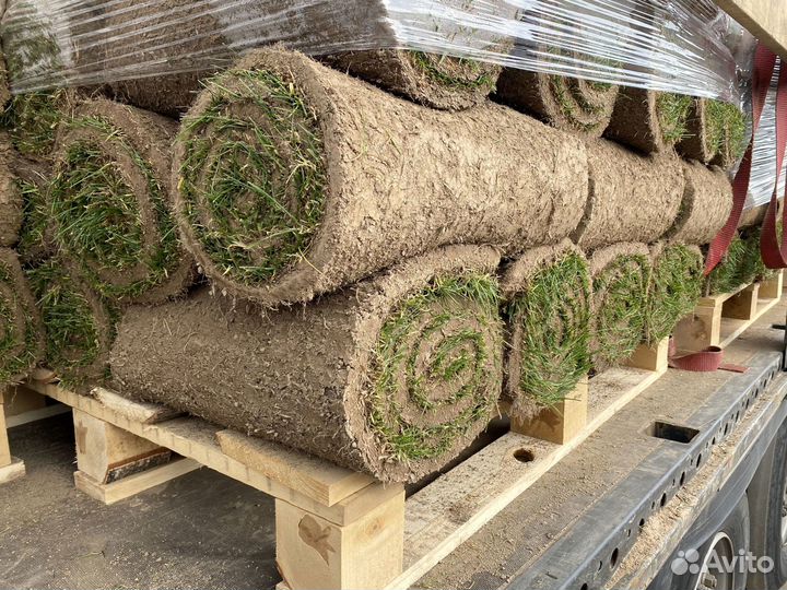 Газон рулонный без посредников