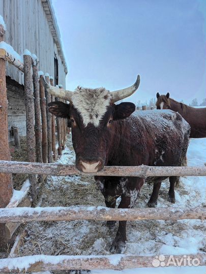 Корова бык