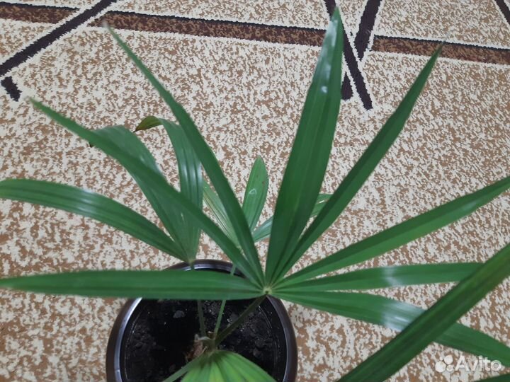 Драцена, пальма, Диффенбахия, Юкка