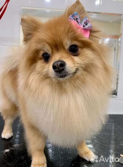 Стрижка животных, сеть салонов, рядом с домом