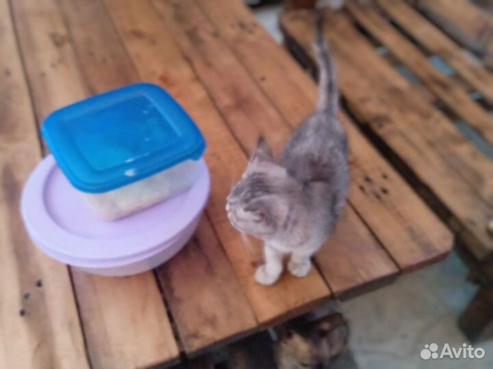 Котенок