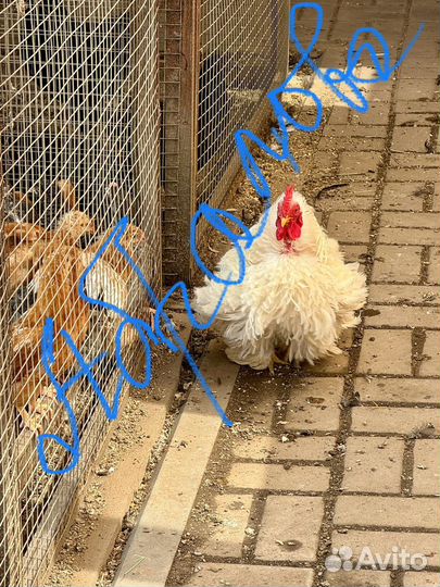 Курочки с цветным яйцом