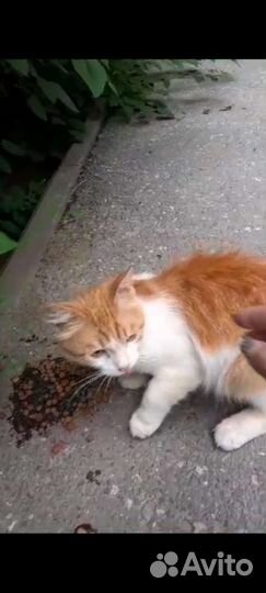 Кошки в дар