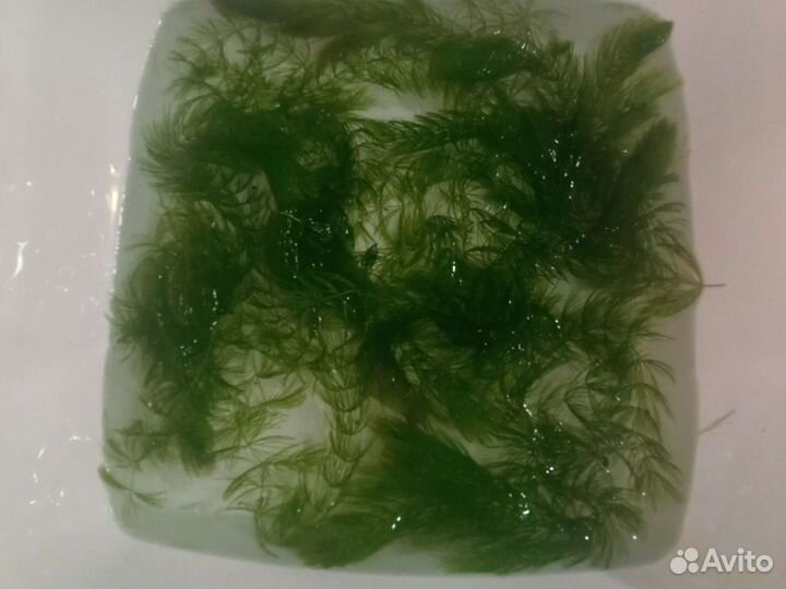 Корм для рыб Tetramin Flakes на развес