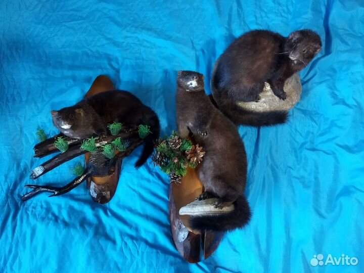 Чучело норки