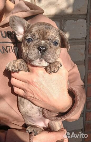 Хрюкалки и пукалки