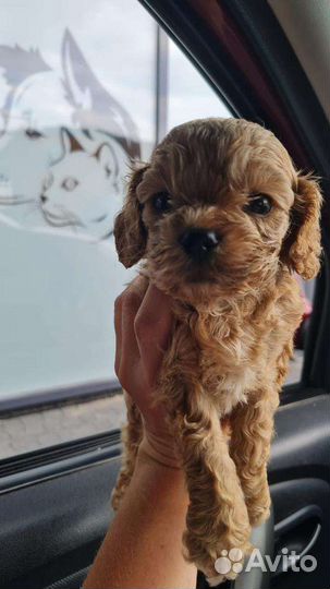 Мальтипу мини