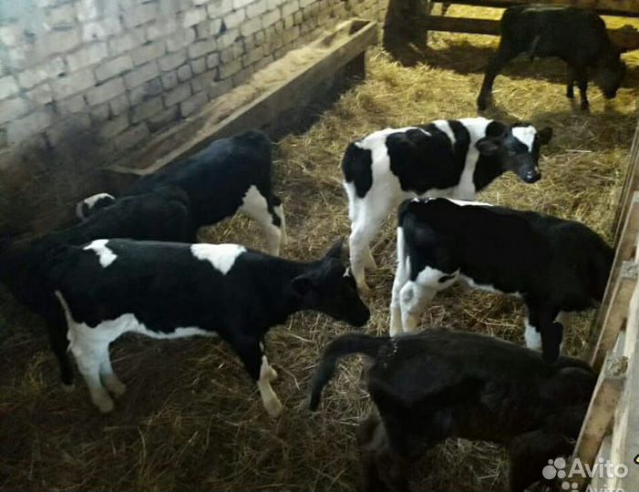 Телята бычки свежий завоз. от 1м месяцев