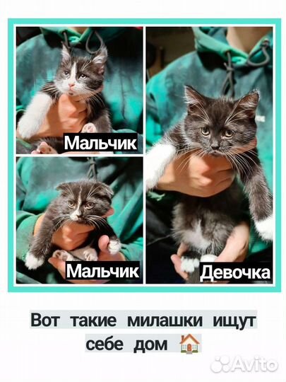Котята в добрые руки