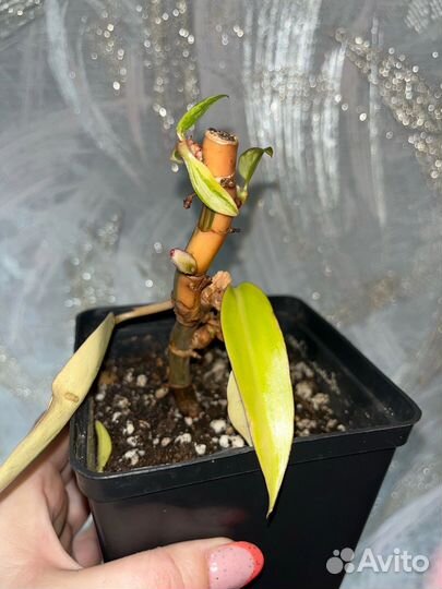 Аглаонемы, филодендроны