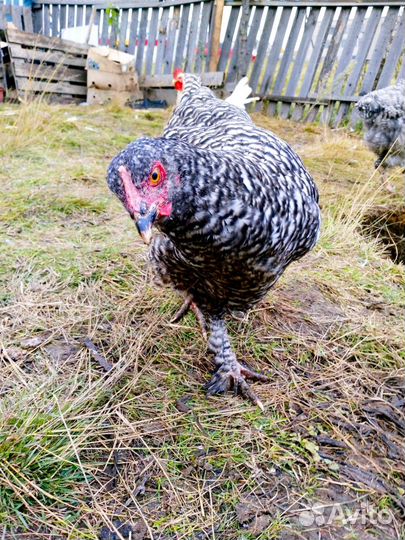 Курицы Малина