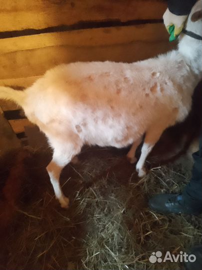 Зааненская дойная коза