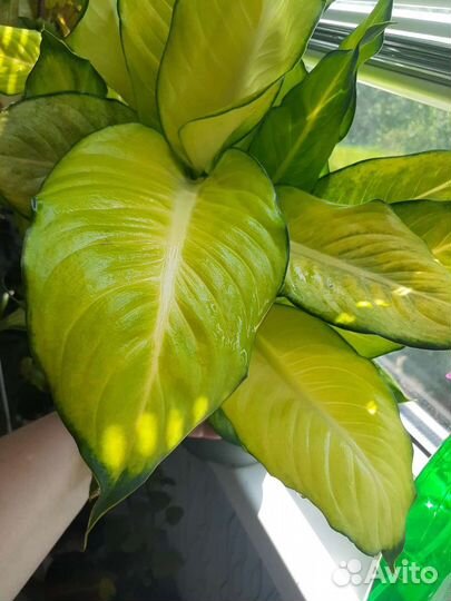 Диффенбахии