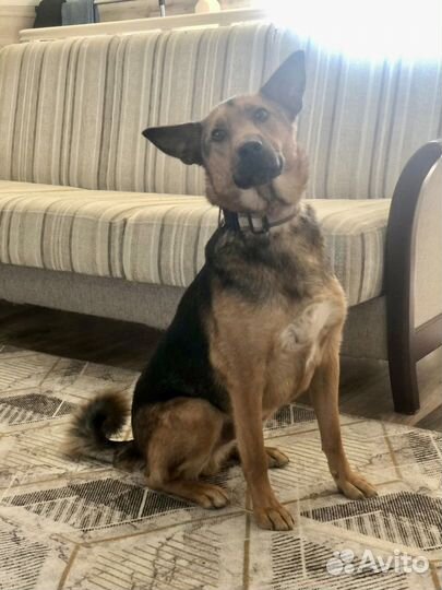 Собака мальчик Рыжик 1,5 года