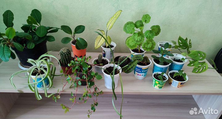 Цветы комнатные