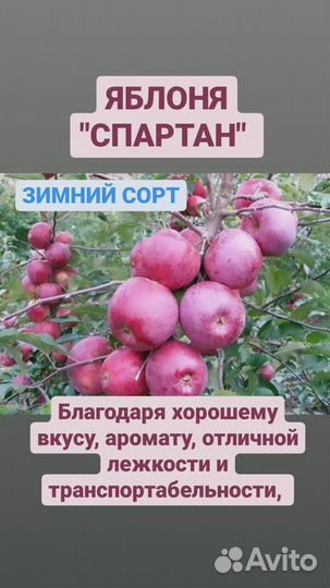 Саженцы плодовых деревьев - яблони