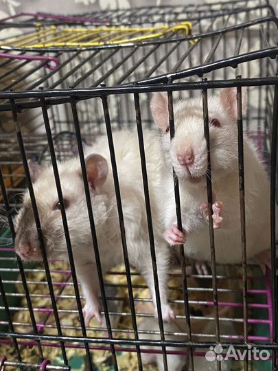 Крысы альбиносы