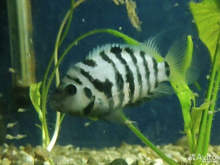 Аквариумные рыбки