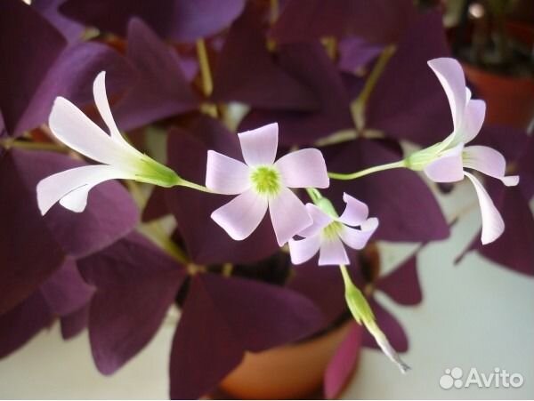 Оксалис (кислица фиолетовая) -цветок бабочка