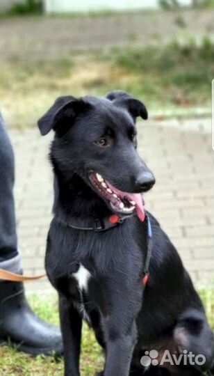 Собака в дар