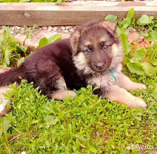 Немецкая овчарка