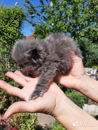 Кошка