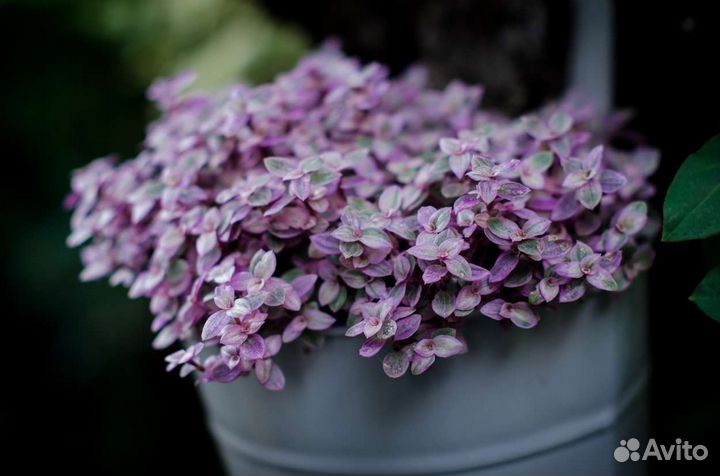 Традесканция