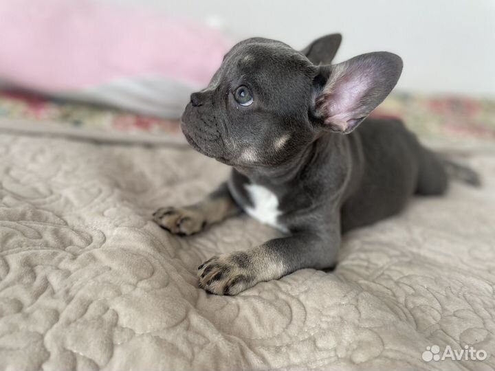 Французский бульдог